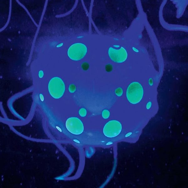 discovery-mindblown-stem-jellyfish-aquarium-lamp-32306066128983_720x-4 discovery-mindblown-stem-jellyfish-aquarium-lamp-32306066128983_720x-4